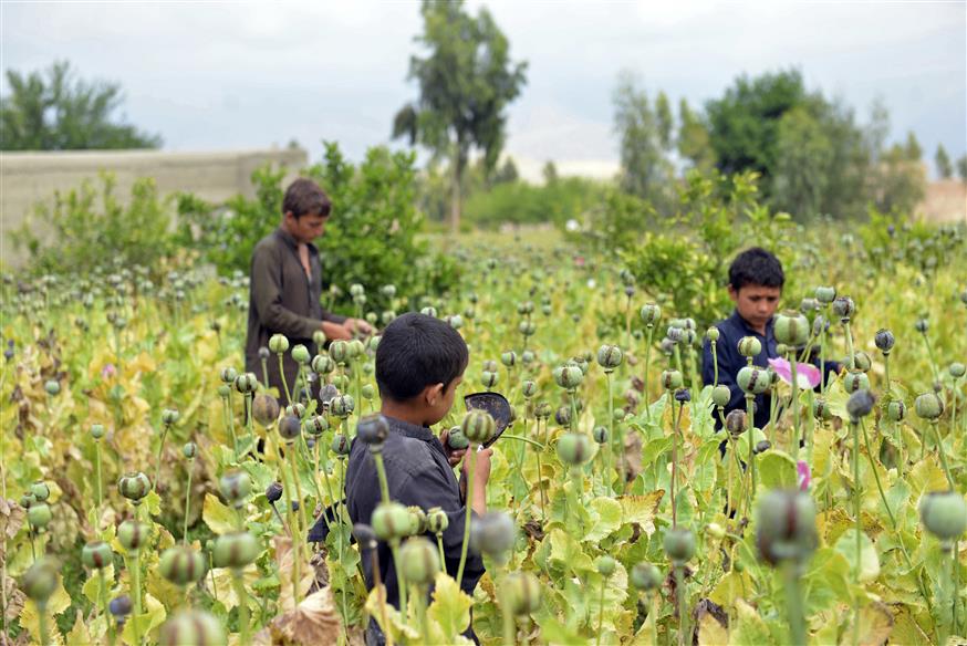 Φυτείες οπίου στο Αφγανιστάν/AP Images