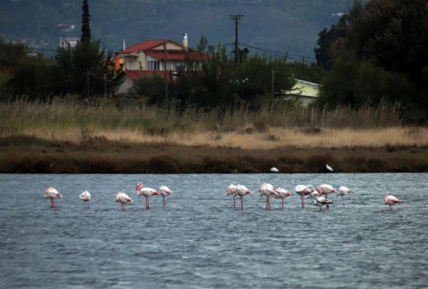 Φλαμίνγκο βρίσκουν καταφύγιο στον υγροβιότοπο Σκάλας Ωρωπού - φωτογραφία carnetdevoyage.gr Φλαμίνγκο βρίσκουν καταφύγιο στον υγροβιότοπο Σκάλας Ωρωπού - φωτογραφία carnetdevoyage.gr