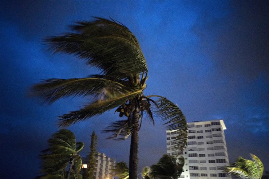 O φοίνικας λυγίζει από την ορμή του τυφώνα Dorian (AP Photo/Ramon Espinosa)