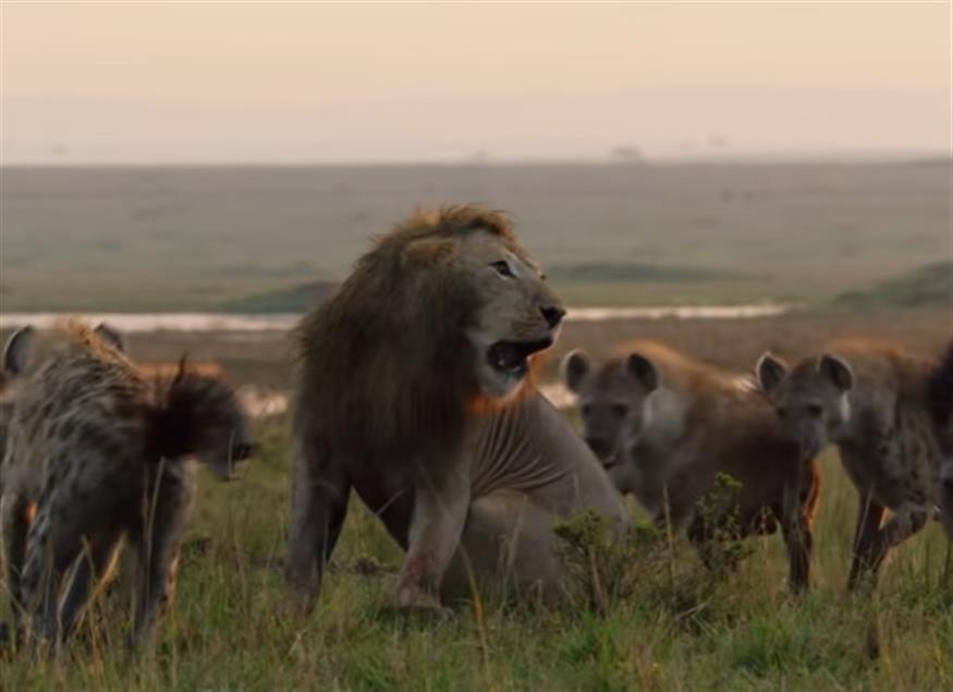 Το λιοντάρι-πρωταγωνιστής ανάμεσα στις ύαινες (youtube)