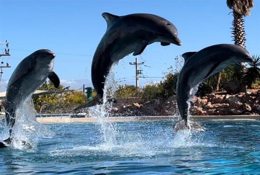 δελφίνια σε παράσταση στο Αττικό Πάρκο/Άδωνις Γεωργιάδης Twitter