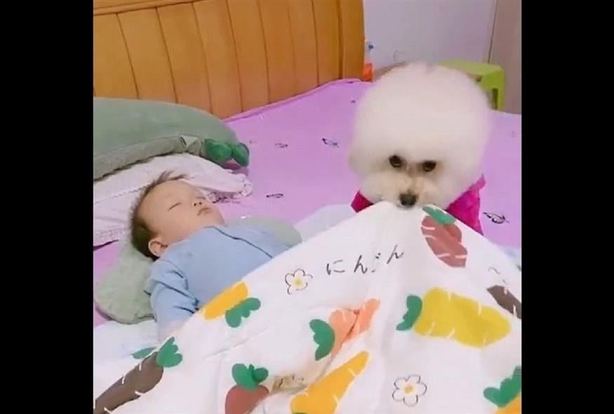 Το σκυλάκι της οικογένειας σκεπάζει το μωρό που κοιμάται, και όλο το διαδίκτυο χαμογελάει (Video Capture)