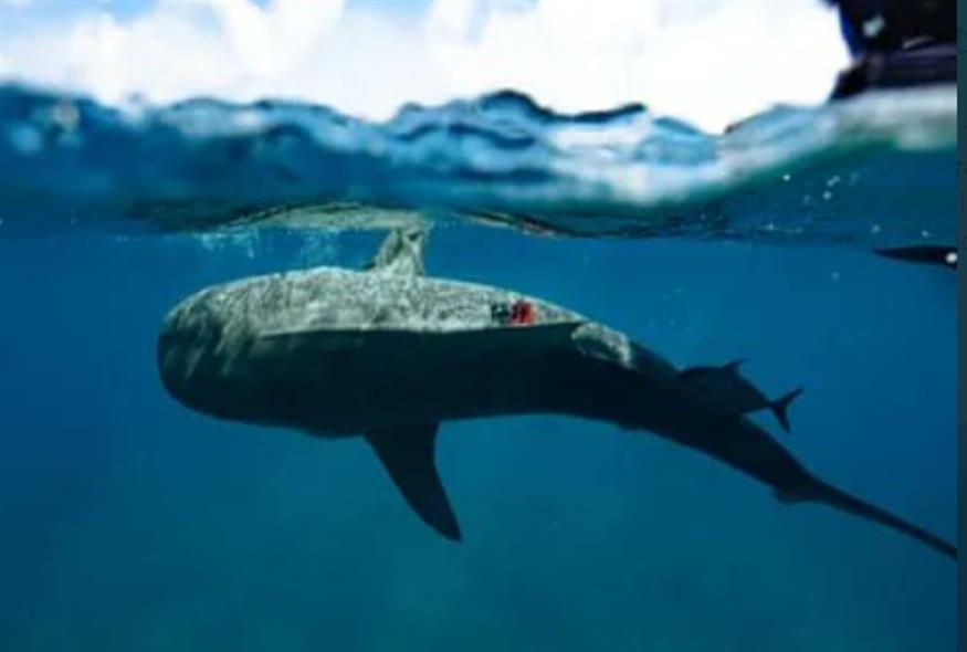 Ερευνητές έδεσαν κάμερες σε καρχαρίες/Canadian Journal of Fisheries