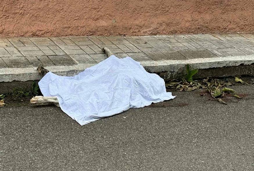 Πτώμα σκύλου βρέθηκε στον δρόμο στο Αγρίνιο (agriniopress.gr)