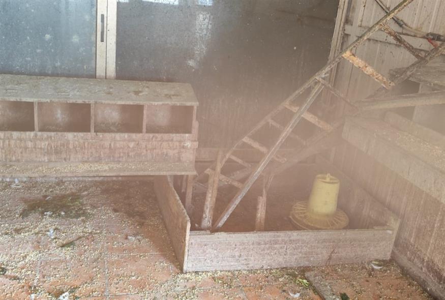 Ζώα σε ταράτσα στους Αμπελόκηπους