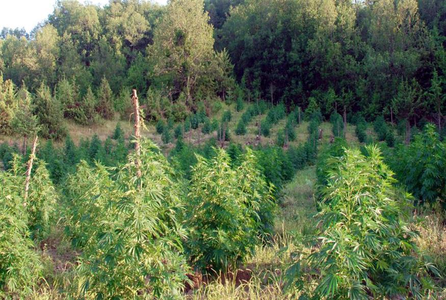 Χασισοφυτεία (Eurokinissi)