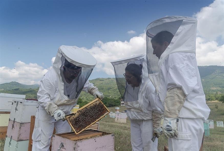 Μελισσοκόμοι (φωτογραφία αρχείου/ Eurokinissi)