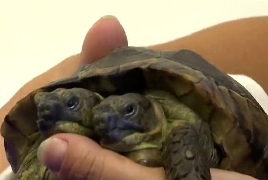 Ο Ιανός, η γηραιότερη δικέφαλη χελώνα στον κόσμο (Video Capture)