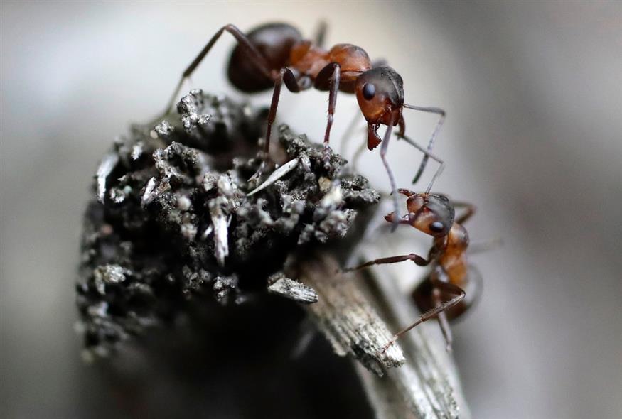 Μυρμήγκια / AP Photo