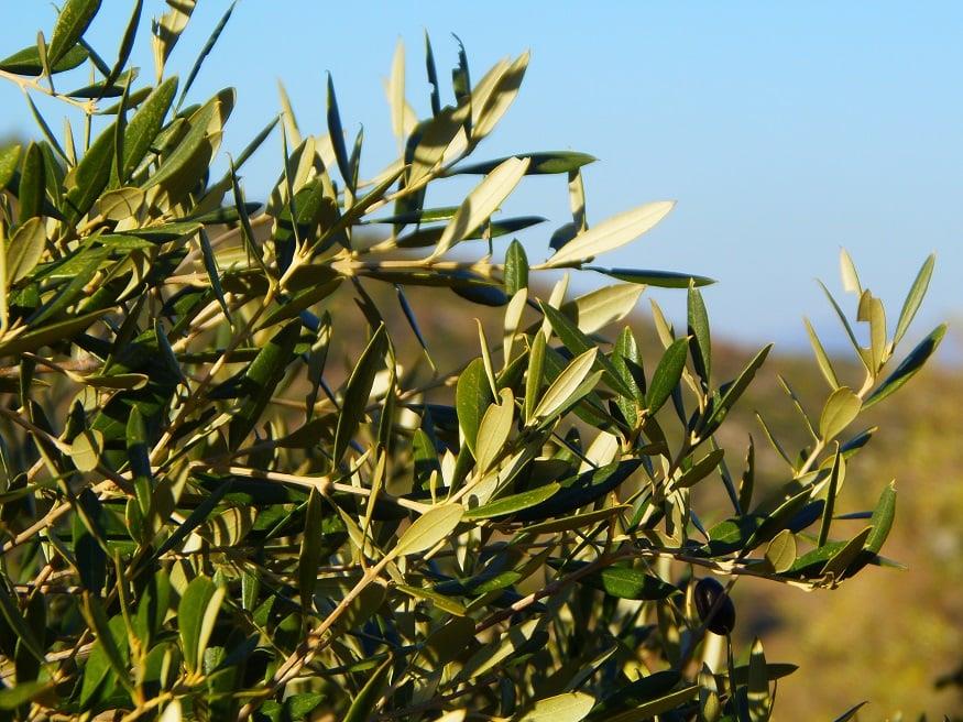 Η Βόρεια Ελλάδα ακόμη και σήμερα έχει πολλές άγνωστες ποικιλίες ελιάς