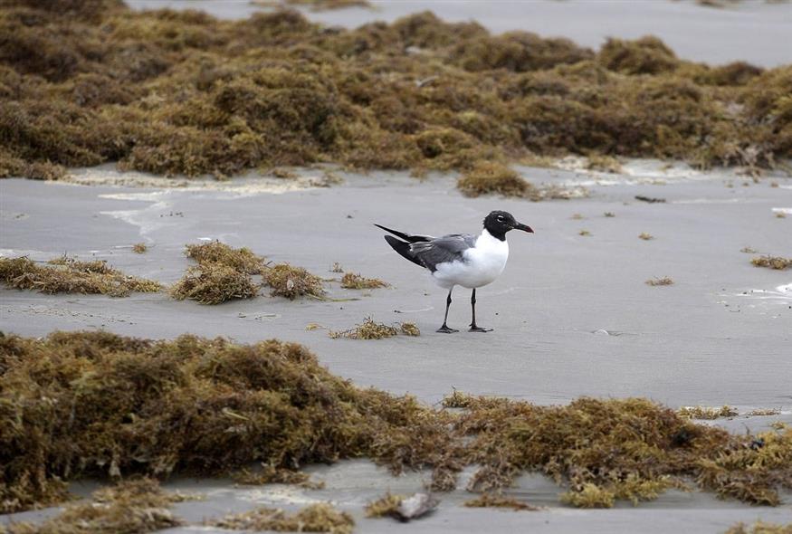 Γλάρος ξεκουράζεται ανάμεσα σε φύκια στην ακτή (φωτογραφία αρχείου/ Associated Press)