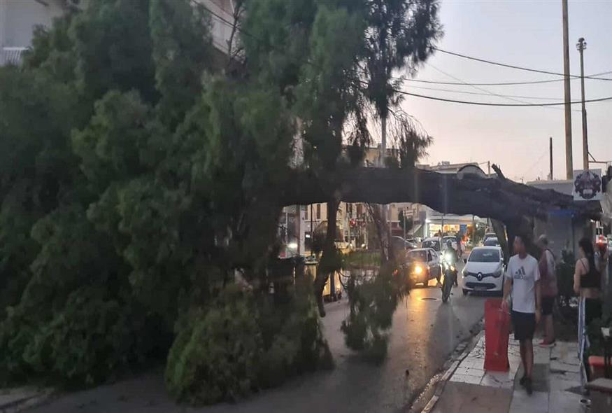 Πτώση δέντρου στο Χαλάνδρι (ETHNOS.GR)