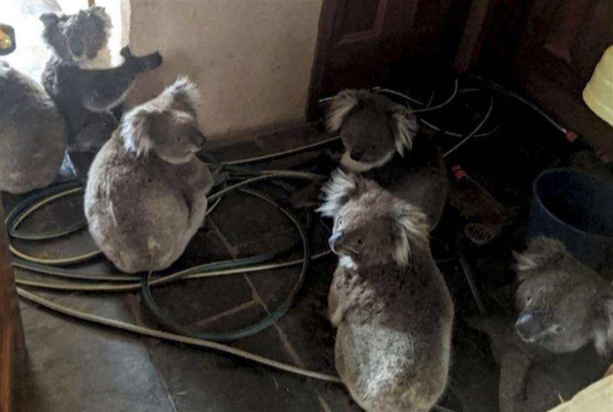 Κοάλα που διασώθηκαν στις φωτιές της Αυστραλίας/AP Images