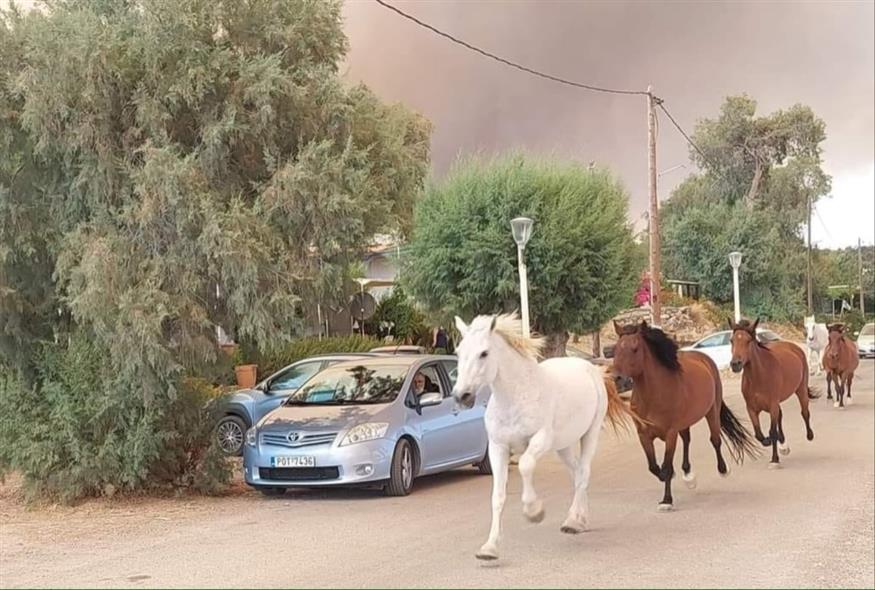 Ρόδος: Άλογα τρέχουν για να ξεφύγουν από τις φλόγες