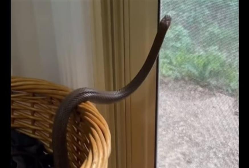 Αυστραλία: Δηλητηριώδες φίδι τρύπωσε σε σπίτι (FACEBOOK)