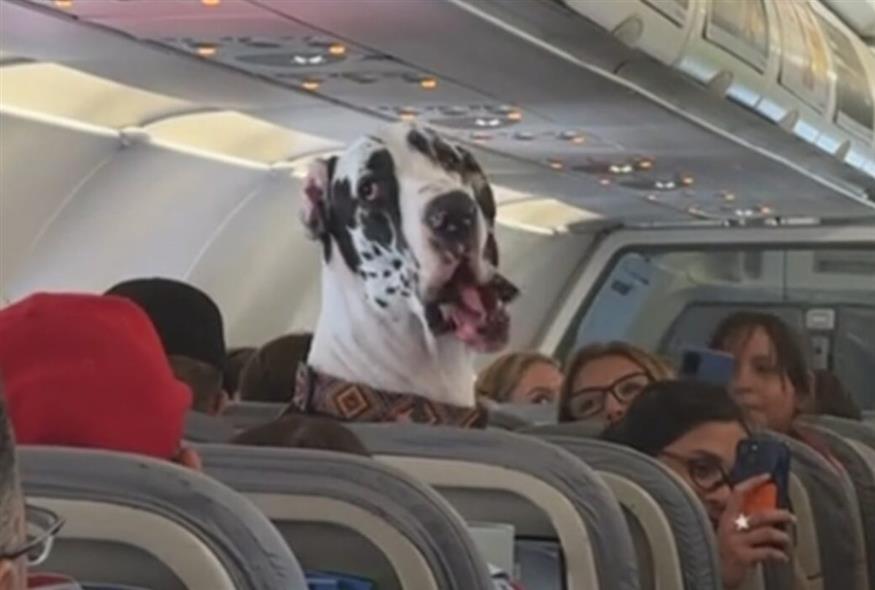 Γερμανικός Μολοσσός