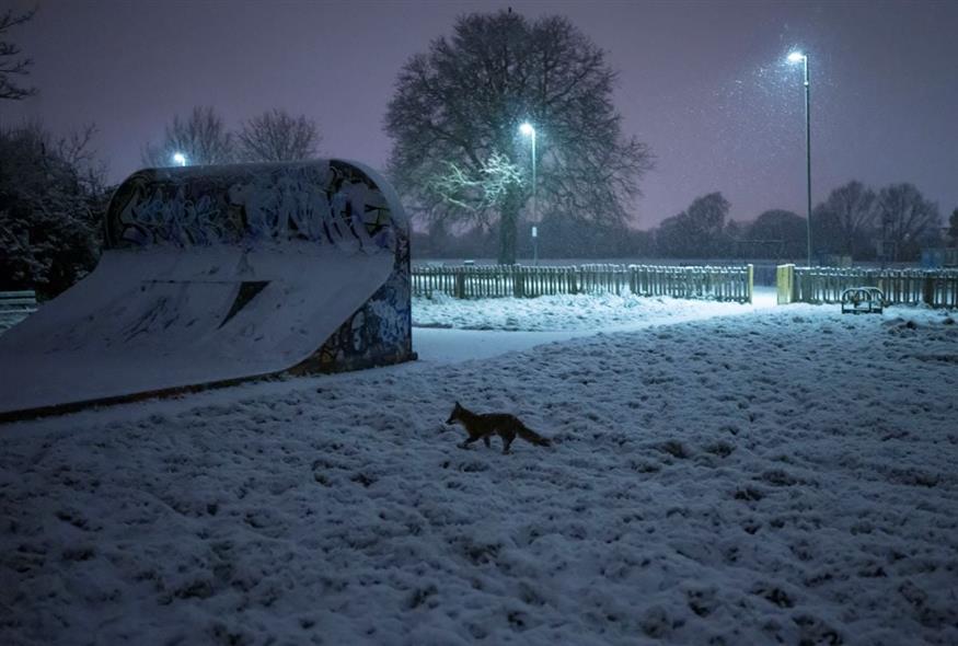 Μια αλεπού κάνει βόλτα στο χιονισμένο Λονδίνο (AP Photo/Kin Cheung)