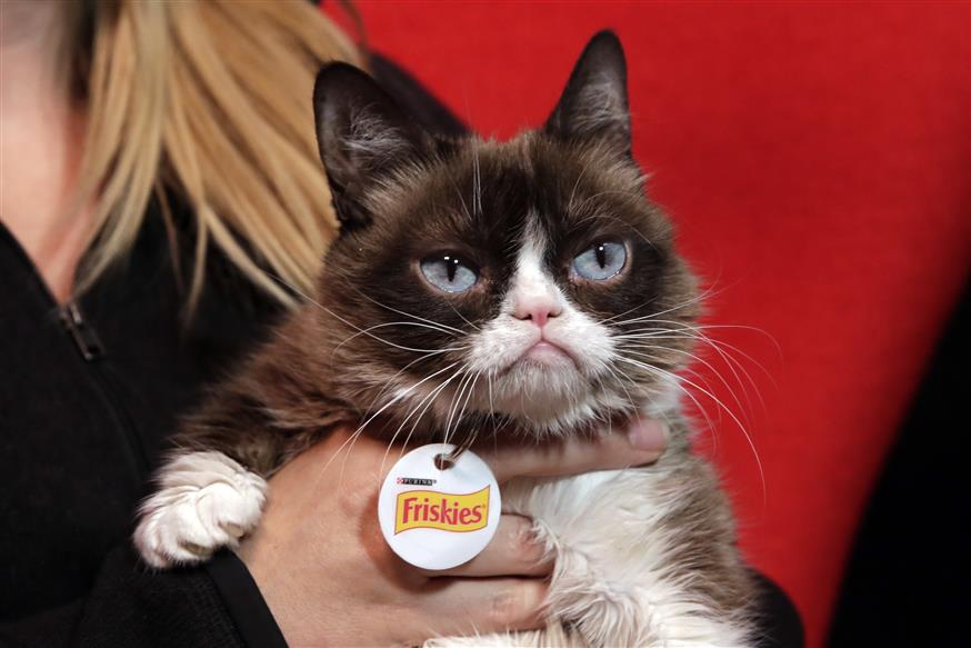 Grumpy Cat (Φωτογραφία: AP Photo/Richard Drew)