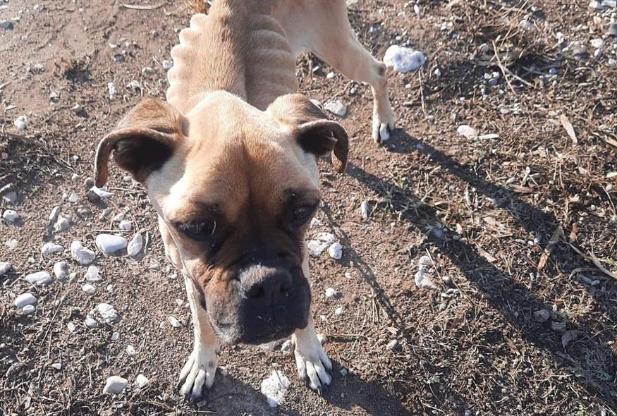 Βρέθηκε ακραία υποσιτισμένος σκύλος στην Ηλεία (Νοιαζομαι Φιλοζωικη Κρεστενων)