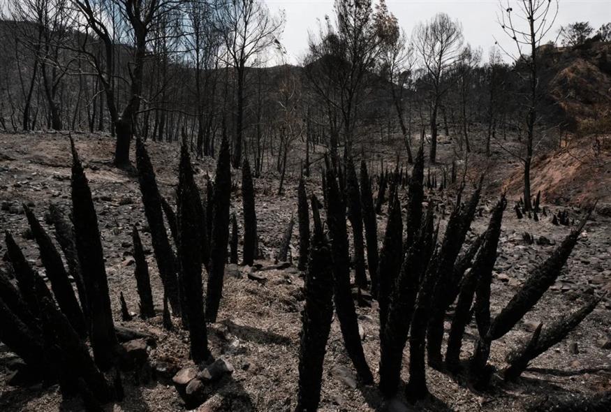 Φωτιές στην Ισπανία (AP) Φωτιές στην Ισπανία (AP)