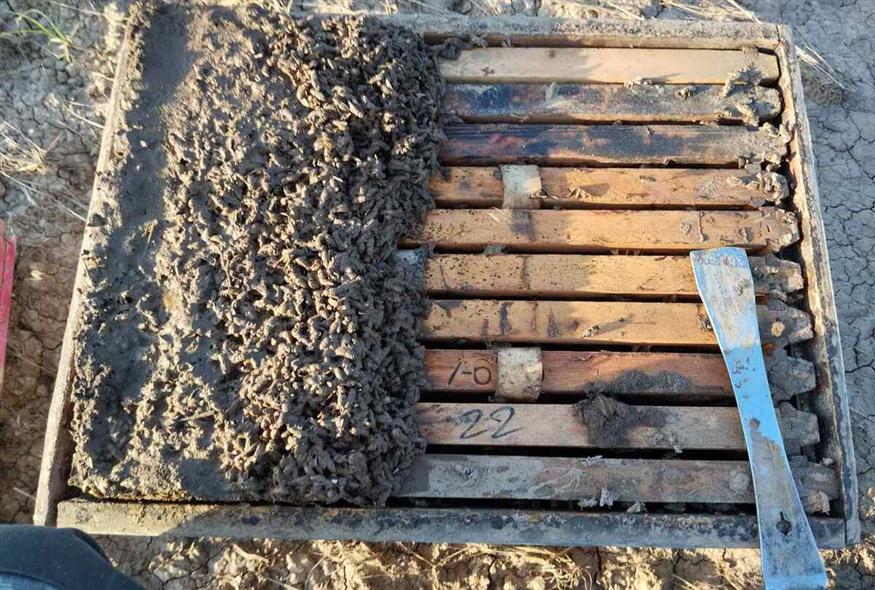 Εκατομμύρια μέλισσες χάθηκαν στην κακοκαιρία «Ντάνιελ» που κατέστρεψε όλη τη Θεσσαλία