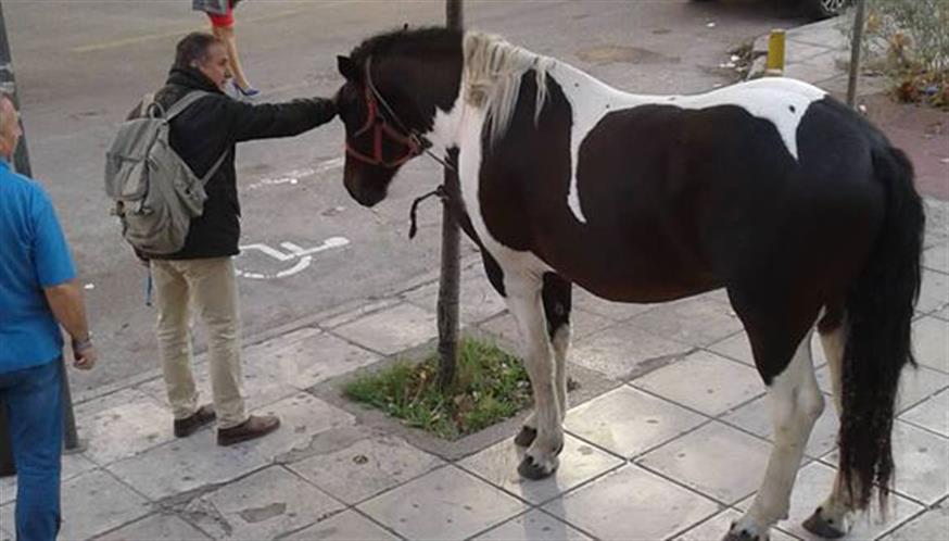 Άλογο στη Θεσσαλονίκη (ethnos.gr)