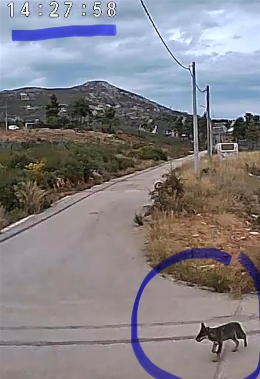 Η ώρα είναι 14:27 και αγέλη λύκων κόβει βόλτες στους δρόμους της Ιπποκρατείου μία ανάσα από τη στάση του σχολικού λεωφορείου