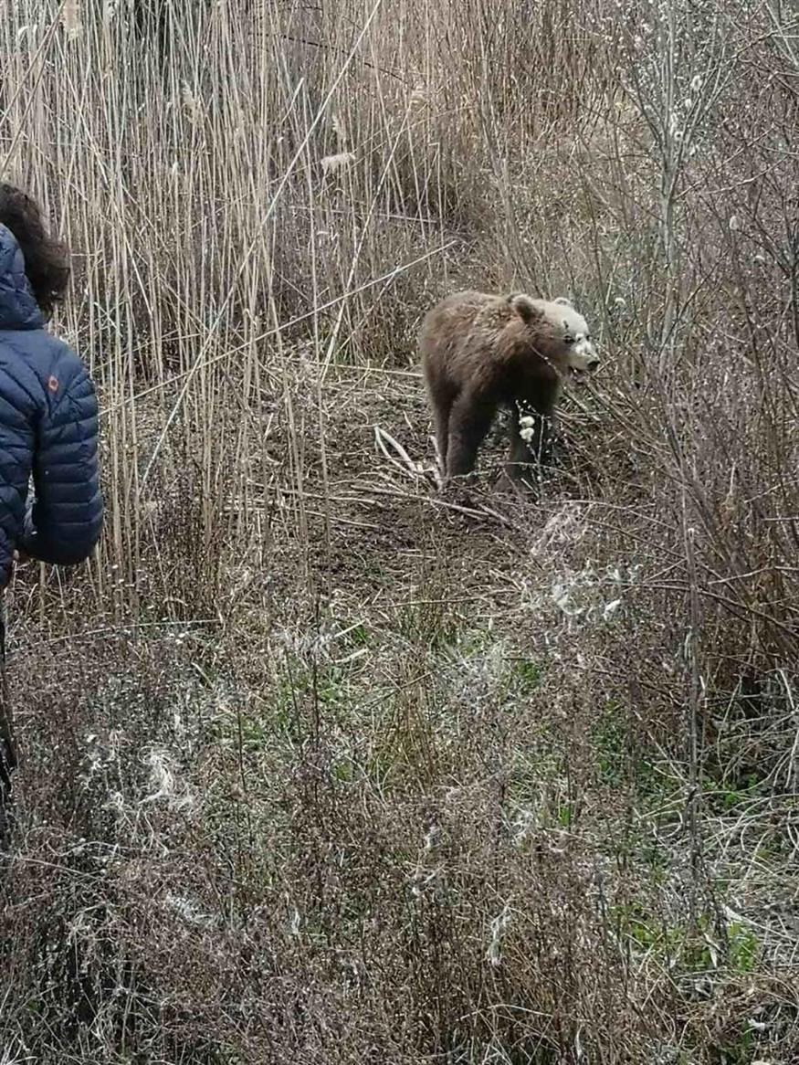 Διάσωση αρκούδας
