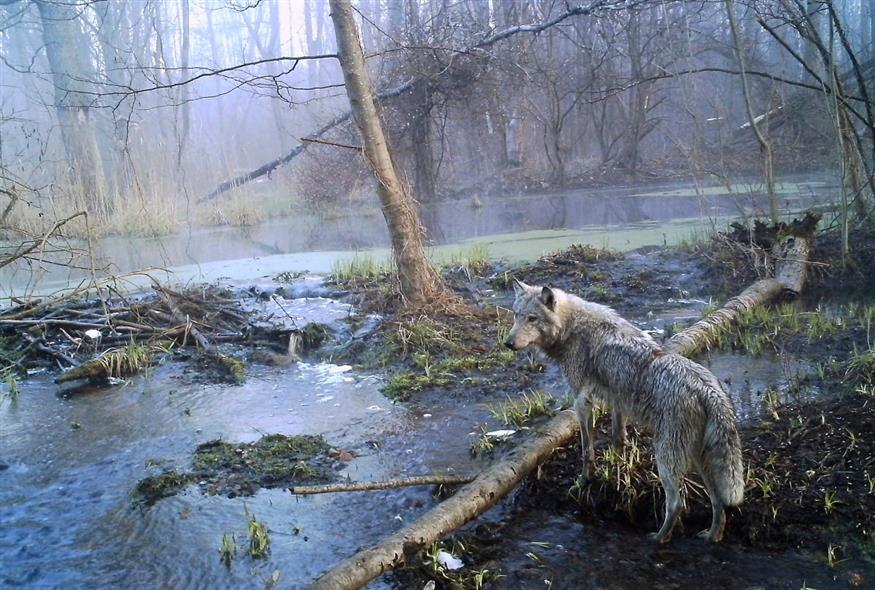 Λύκος στην περιοχή γύρω από το Τσερνόμπιλ/ AP