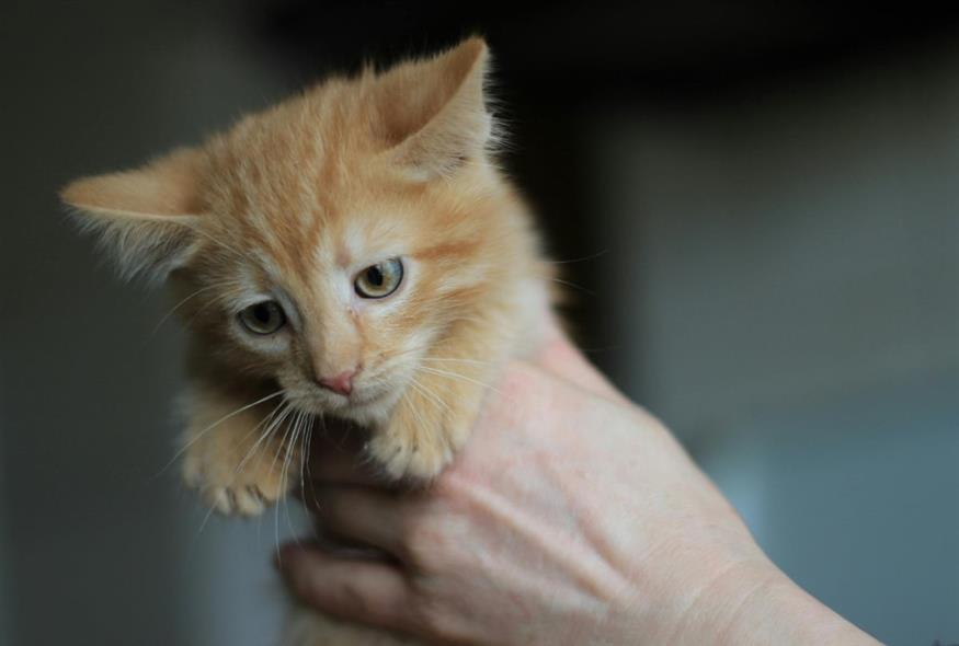 Γατάκι (Φωτογραφία αρχείου/Pexels)