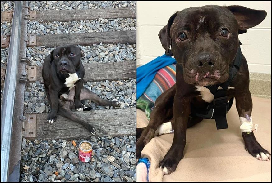 Lucky: Ο παράλυτος σκύλος που εγκαταλείφθηκε σε ράγες τρένου και επέζησε (Φωτογραφίες: Instagram/phillyrescueangels)