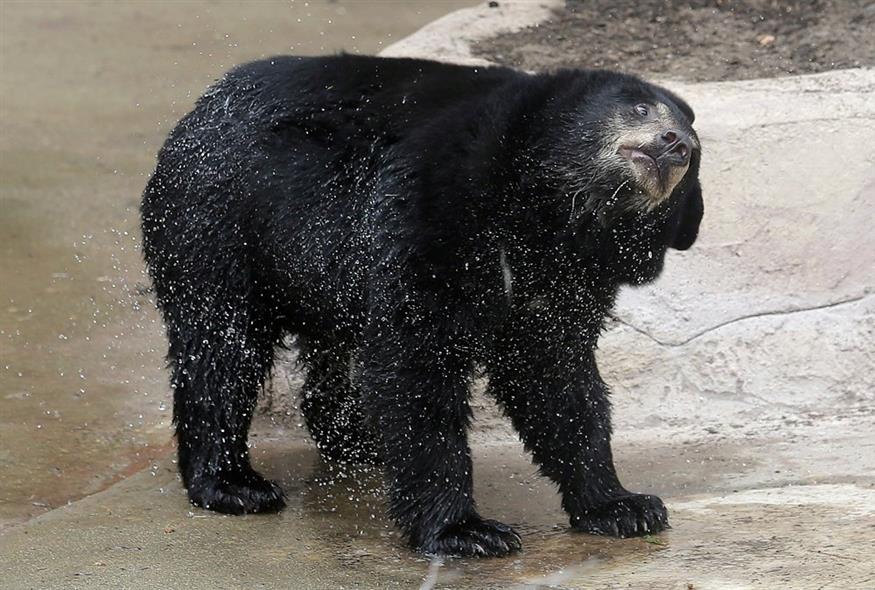 Μαύρη αρκούδα καθώς βγαίνει από λίμνη στις ΗΠΑ/Associated Press