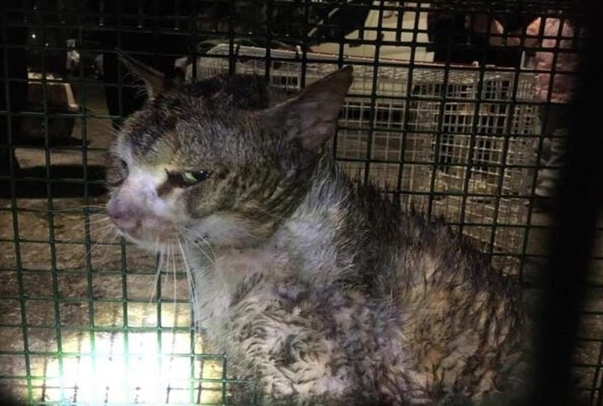 Η γάτα που βρέθηκε χτυπημένη στο Κερατσίνι