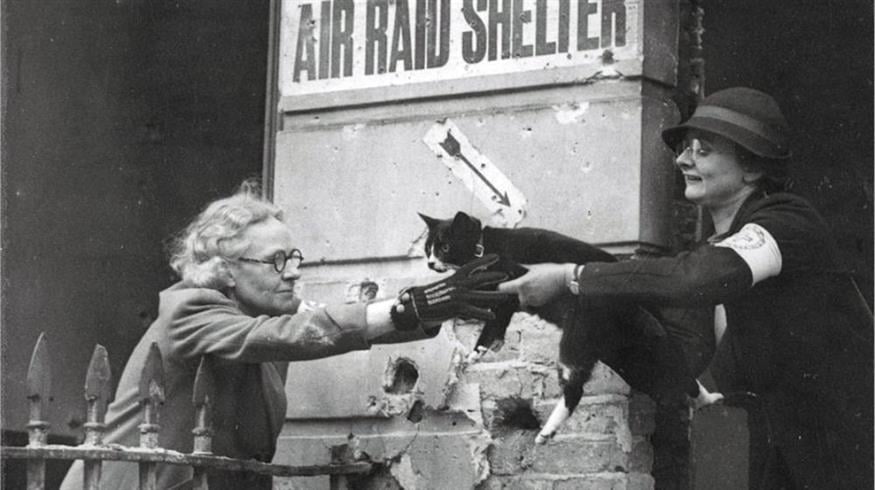 Ο πανικός σκότωσε (και) τη γάτα...