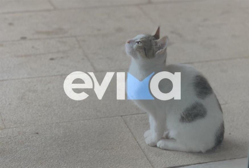 Το πανέμορφο γατάκι περιφερόταν ανάμεσα στους επισήμους στην ορκωμοσία του δημάρχου Ψαχνών Ευβοίας (evima.gr)