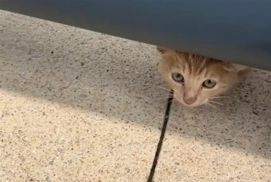 Η πορτοκαλί γάτα που έγινε viral Η πορτοκαλί γάτα που έγινε viral