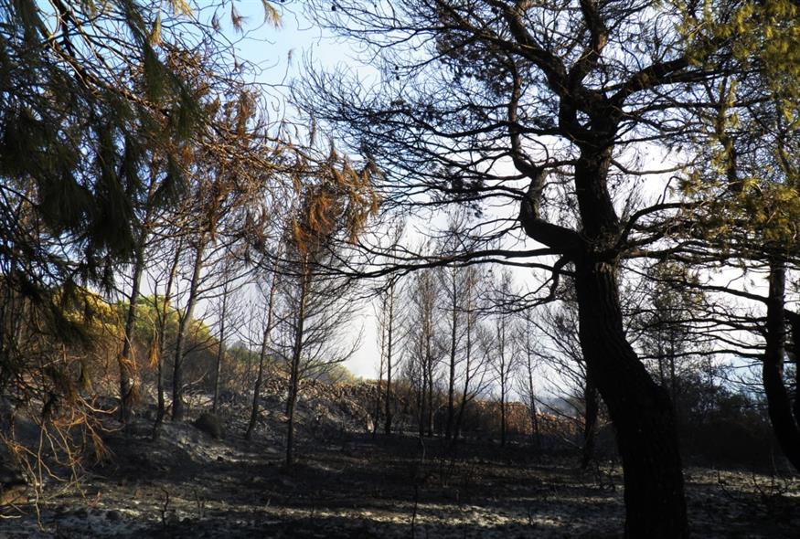 Κύθηρα: Το νησί οδηγείται σε ταχεία ερημοποίηση μετά την καταστροφική φωτιά (EUROKINNISI)