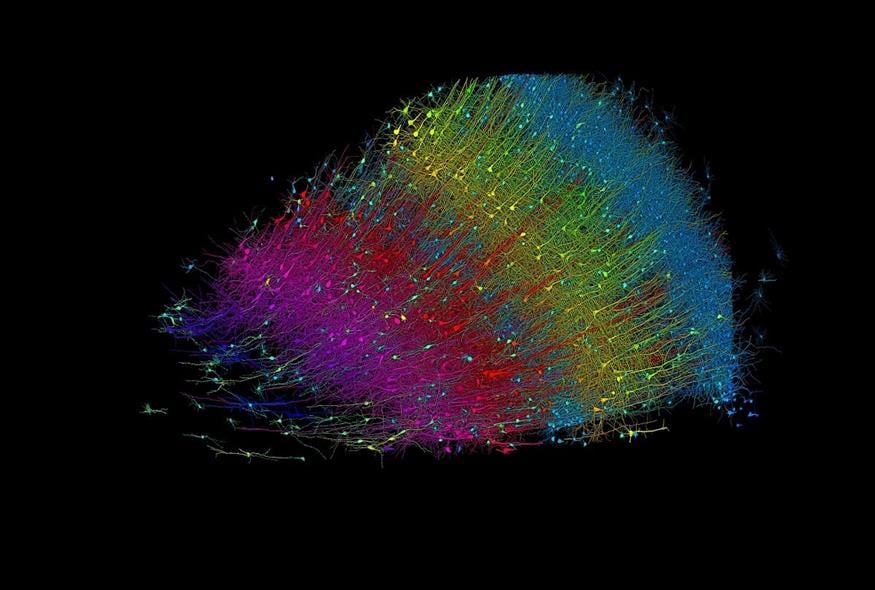 Στην εικόνα αποτυπώνονται διεγερτικοί νευρώνες χρωματισμένοι ανάλογα με το βάθος τους από την επιφάνεια του εγκεφάλου. Οι μπλε νευρώνες βρίσκονται πιο κοντά στην επιφάνεια και οι φούξια σηματοδοτούν το πιο εσωτερικό στρώμα. Google Research &amp; Lichtman Lab (Harvard University)