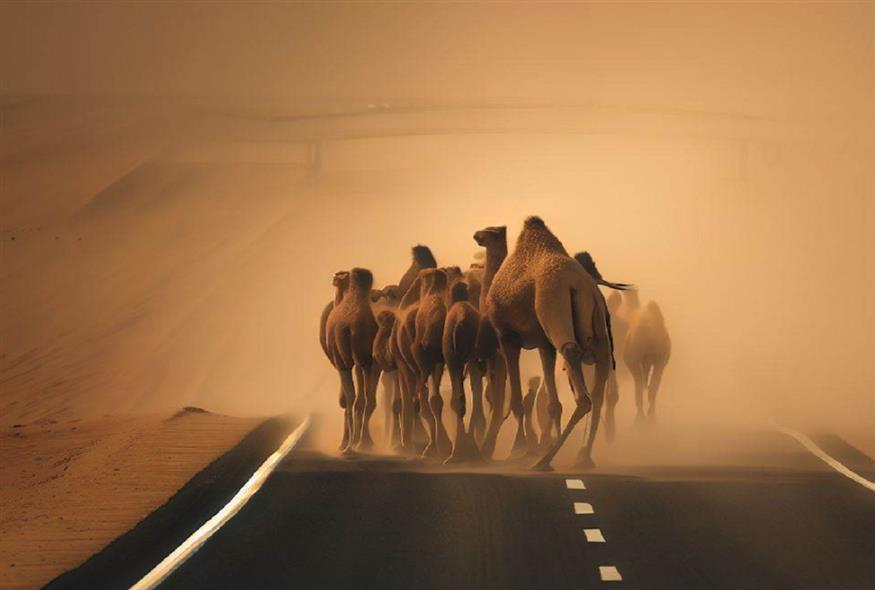 Καμήλες στους δρόμους της Λάρισας - Μια από τις χιουμοριστικές αναρτήσεις στο Twitter