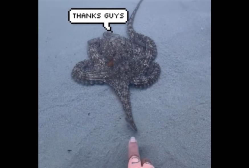 Το ευγενικό χταπόδι (Copyright:TikTok)