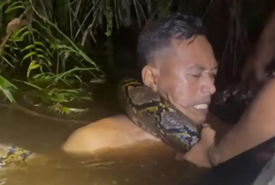 Πύθωνας 6 μέτρων τυλίχθηκε γύρω από τον λαιμό ξεναγού