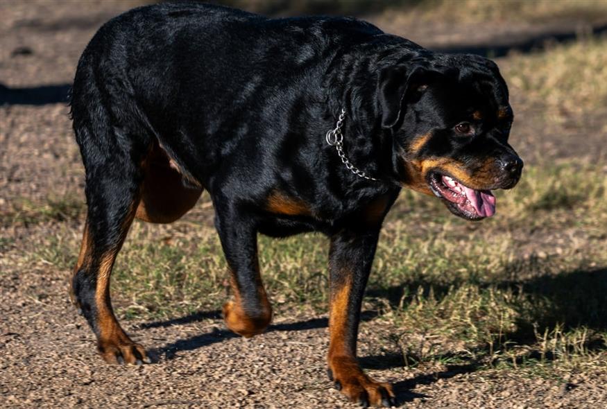 Σκύλος ράτσας Ροτβάιλερ (UNSPLASH)