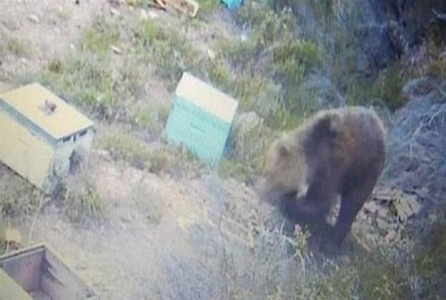 Αρκούδα κυκλοφορεί ελεύθερη και «σαρώνει» τα μελίσσια/ Grtimes