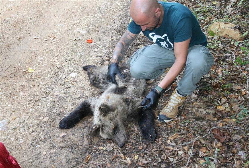 Λαθροκυνηγός σκότωσε αρκουδάκι