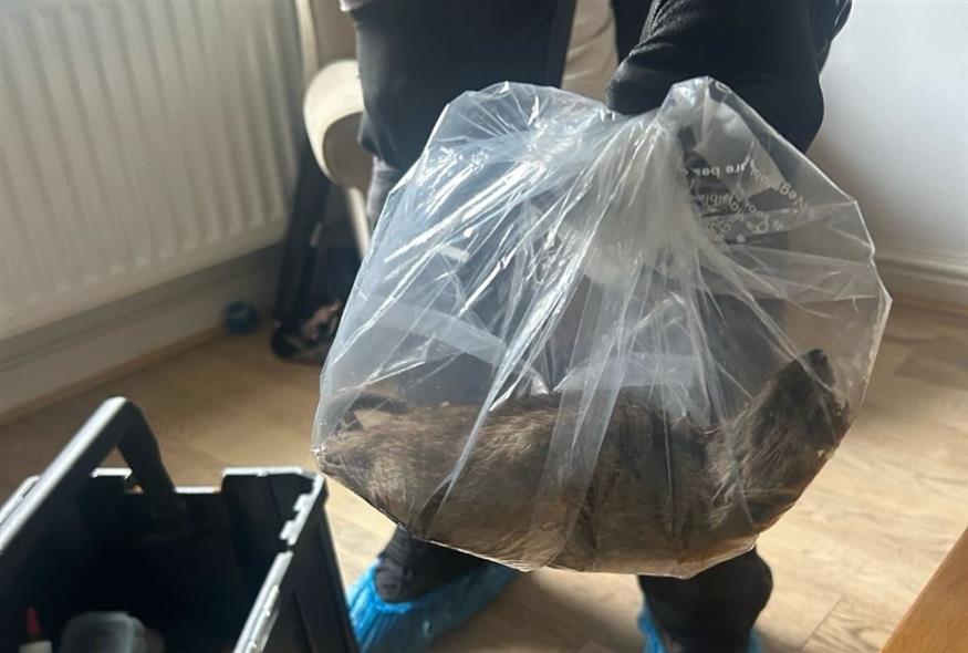 Γιγάντιος αρουραίος