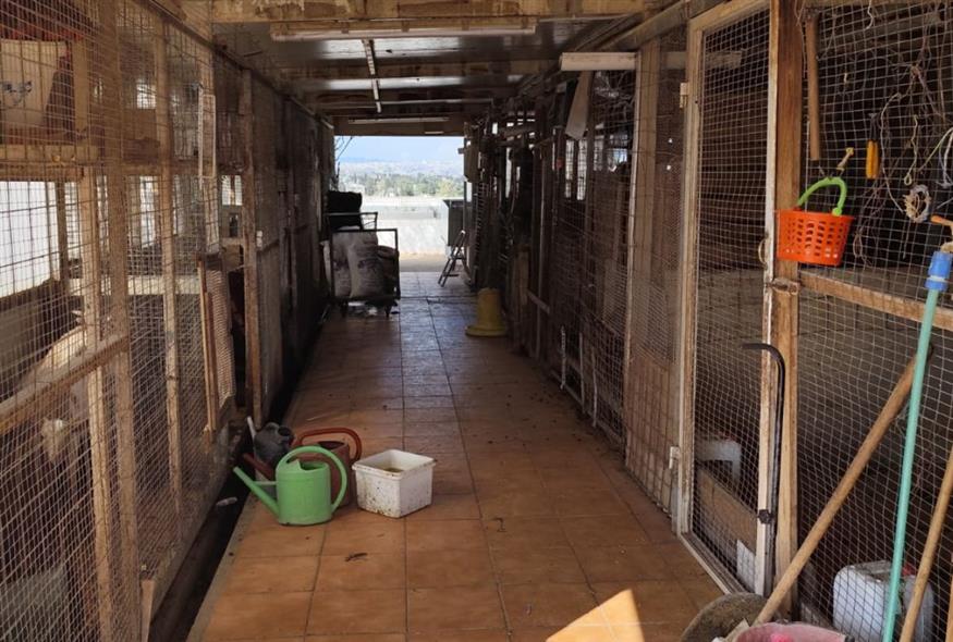 Ζώα σε ταράτσα στους Αμπελόκηπους