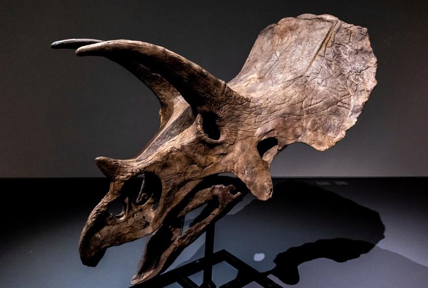 Ένα κρανίο τρικεράτοπα εκτίθεται στο Sothebys της Νέας Υόρκης (AP)