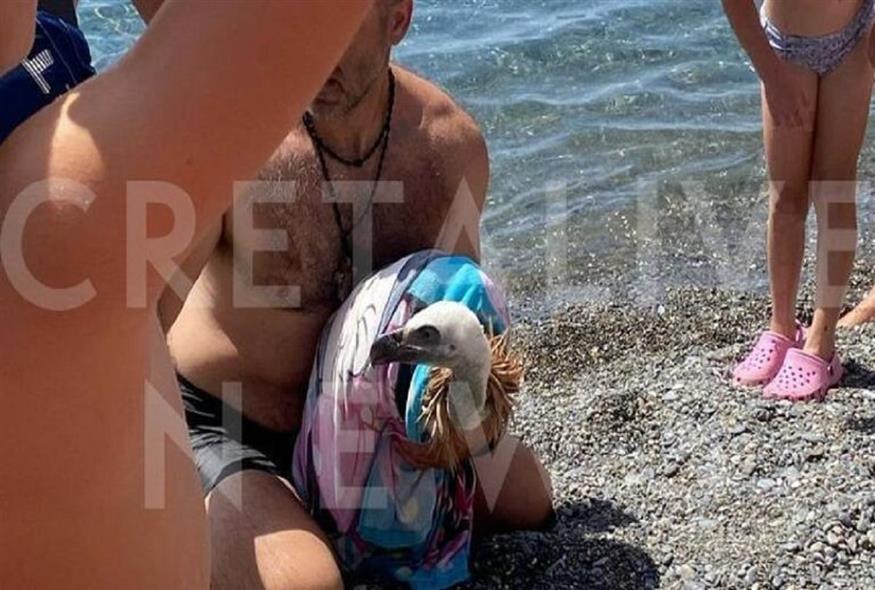 Κρήτη: Γύπας εμφανίστηκε εξαντλημένος σε παραλία /cretalive