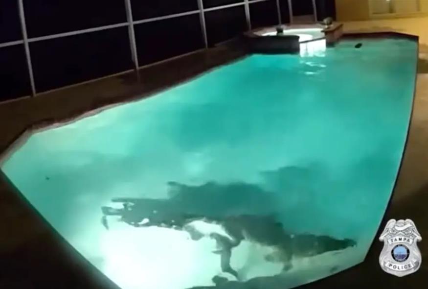 Φλόριντα: Η επιχείρηση απομάκρυνσης του αλιγάτορα από την πισίνα (screenshot)