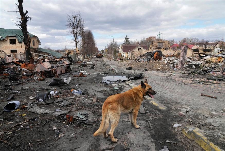 Σκύλος περιπλανιέται γύρω από κατεστραμμένα σπίτια και ρωσικά στρατιωτικά οχήματα στην Μπούχα / AP Photo/Efrem Lukatsky